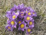 Pulsatilla patens