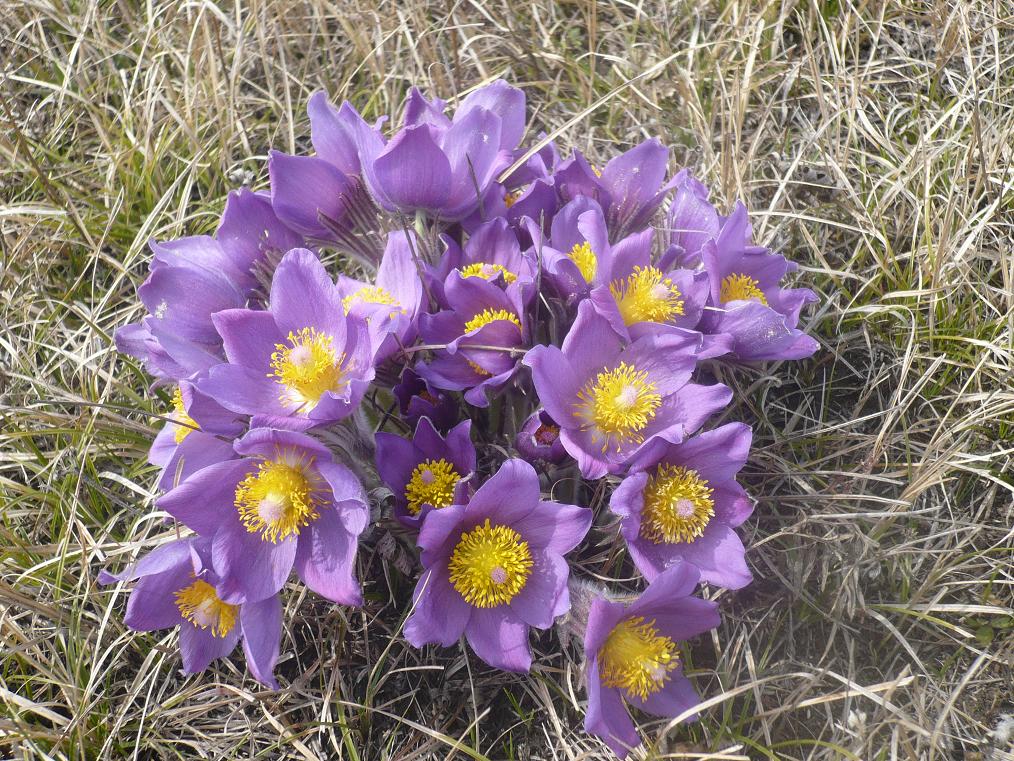 Изображение особи Pulsatilla patens.