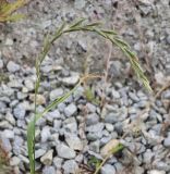 Elymus fibrosus