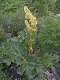 Rheum cordatum