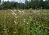 Erigeron annuus. Цветущие растения. Московская обл., Талдомский р-н, окр. СНТ \"Живописное\", просека под ЛЭП, луг. 12.08.2024.