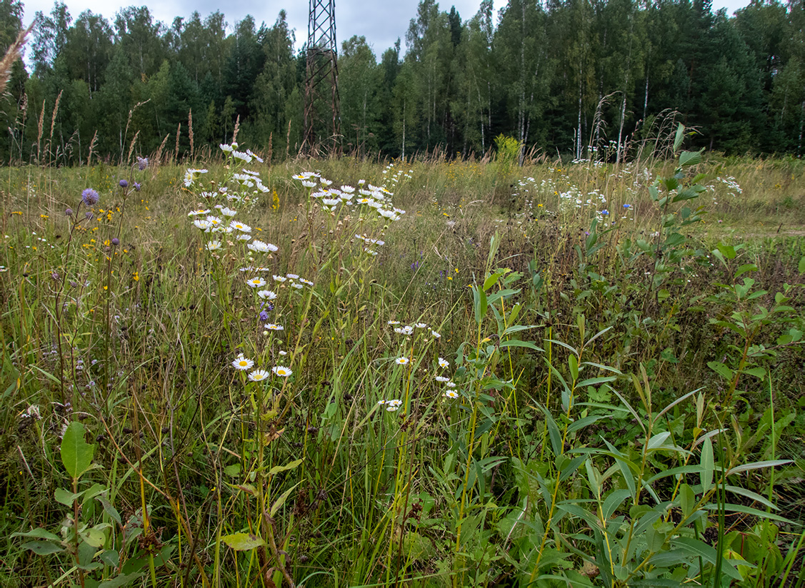 Image of Erigeron annuus specimen.
