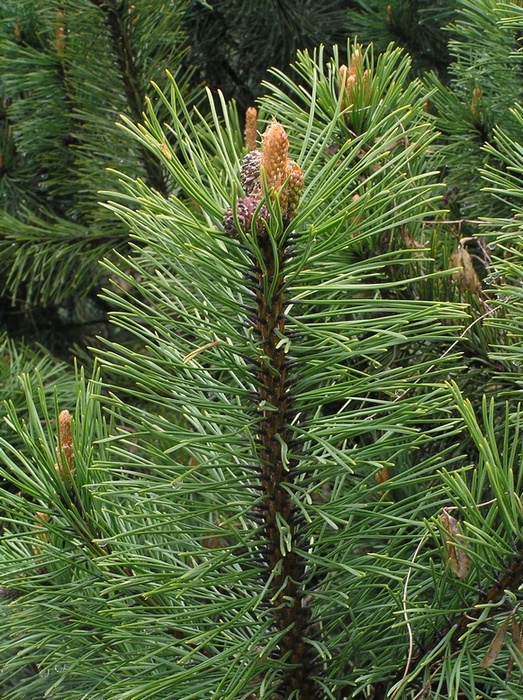 Изображение особи Pinus mugo.