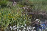Iris pseudacorus