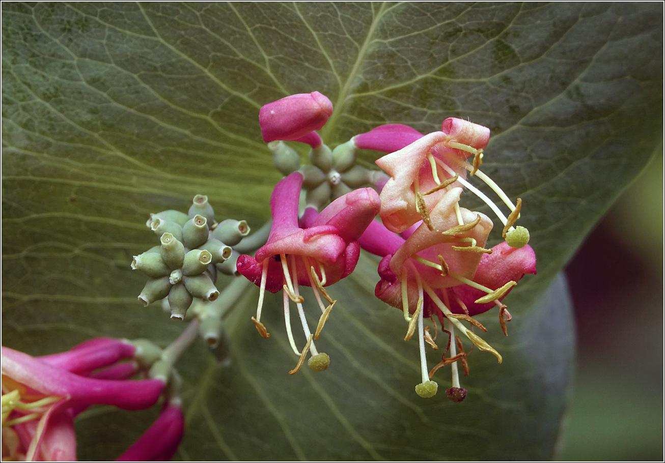 Image of Lonicera dioica specimen.