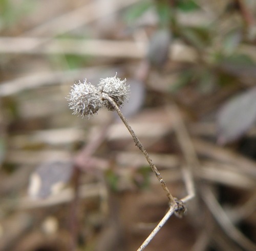 Image of Galium aparine specimen.