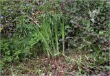Iris pseudacorus. Листья. Московская обл., Раменский р-н, окр. дер. Хрипань, садовый участок. 18.05.2025.