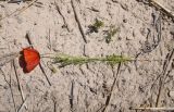 genus Papaver. Извлечённое из земли цветущее растение. Турция, ил Ван, 4 км на ЮВ от дер. Айдынлар, залежь. 21 мая 2025 г.