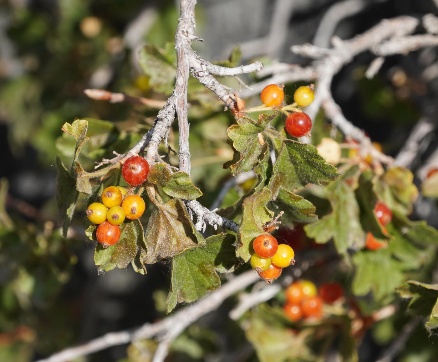 Image of Ribes heterotrichum specimen.