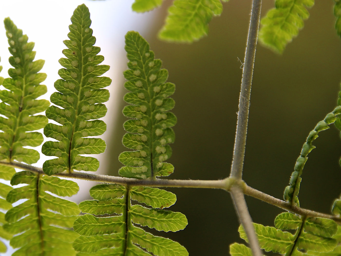 Image of Gymnocarpium robertianum specimen.