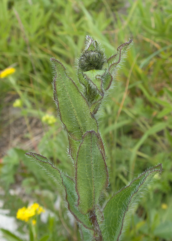 Изображение особи род Hieracium.
