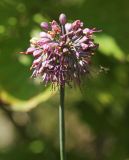 Image of taxon representative. Author is Вера Волкотруб