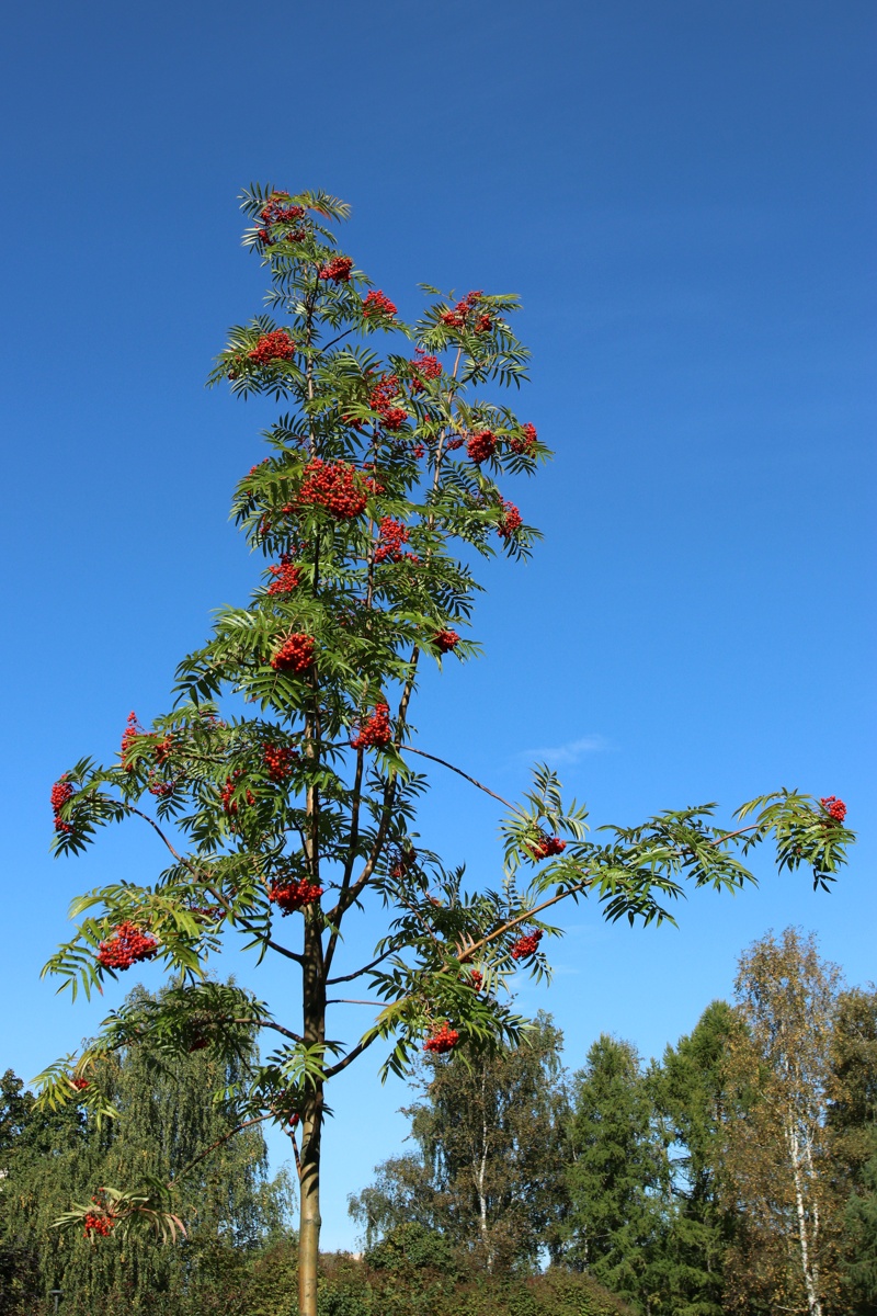 Изображение особи Sorbus commixta.