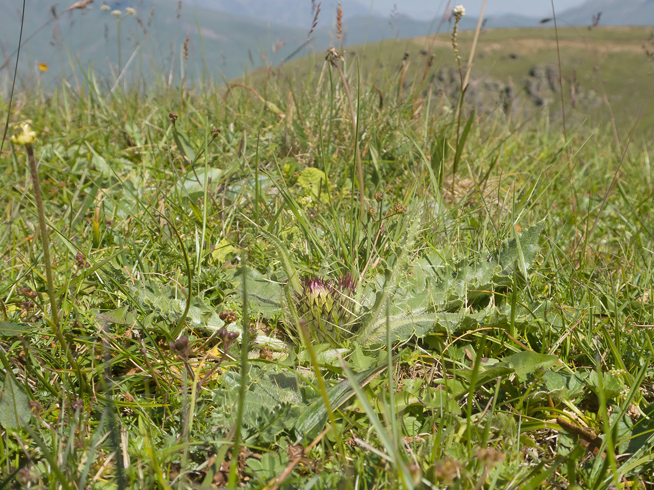 Image of Cirsium rhizocephalum specimen.