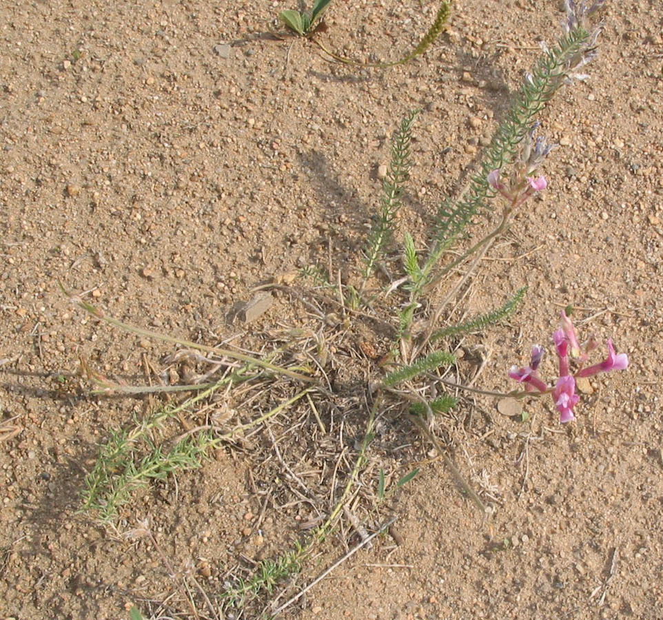 Изображение особи Oxytropis myriophylla.