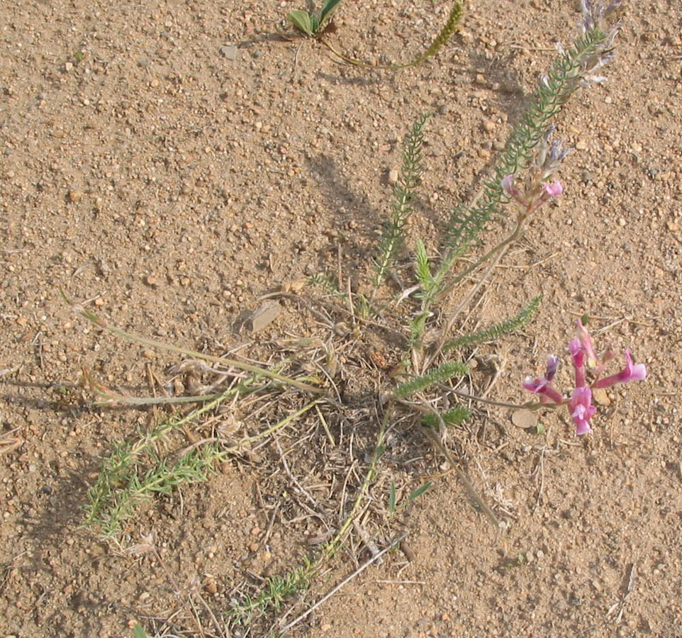 Image of Oxytropis myriophylla specimen.