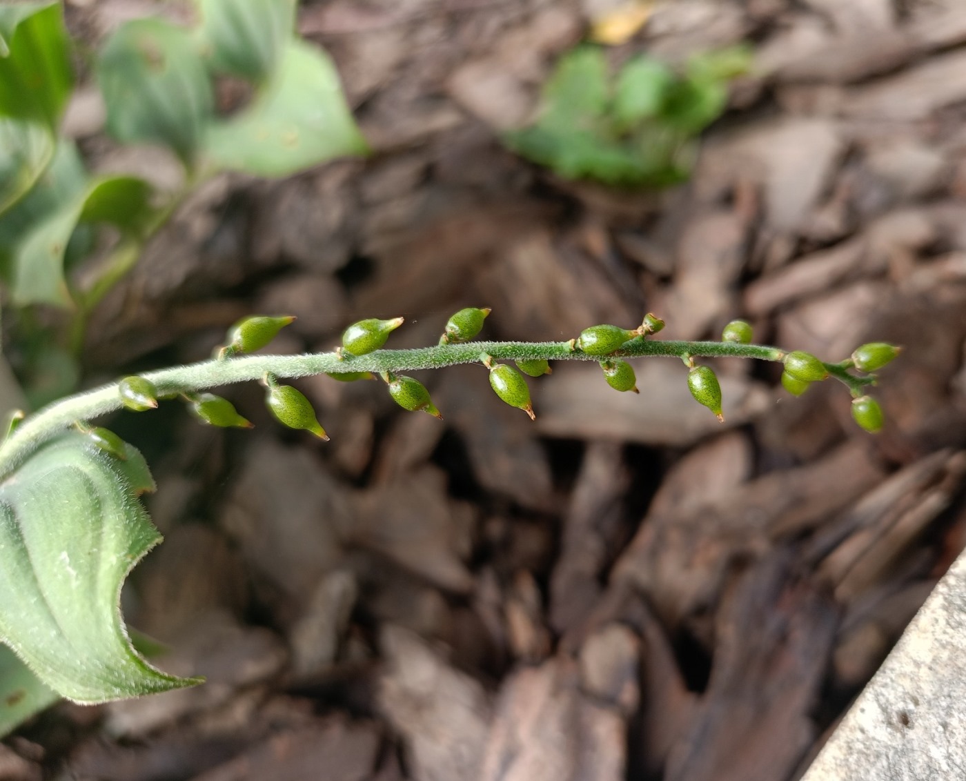 Изображение особи Smilacina henryi.