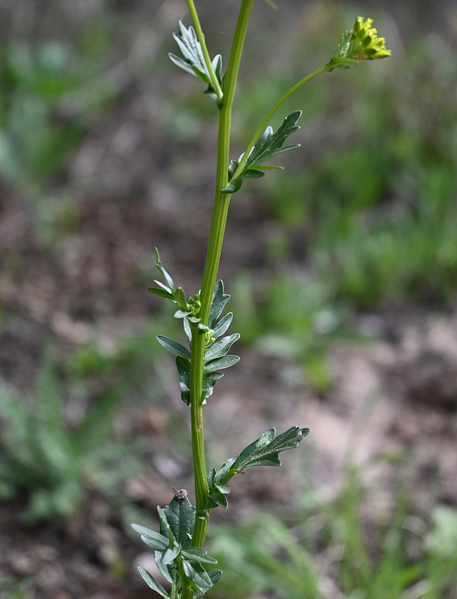 Изображение особи Barbarea vulgaris.