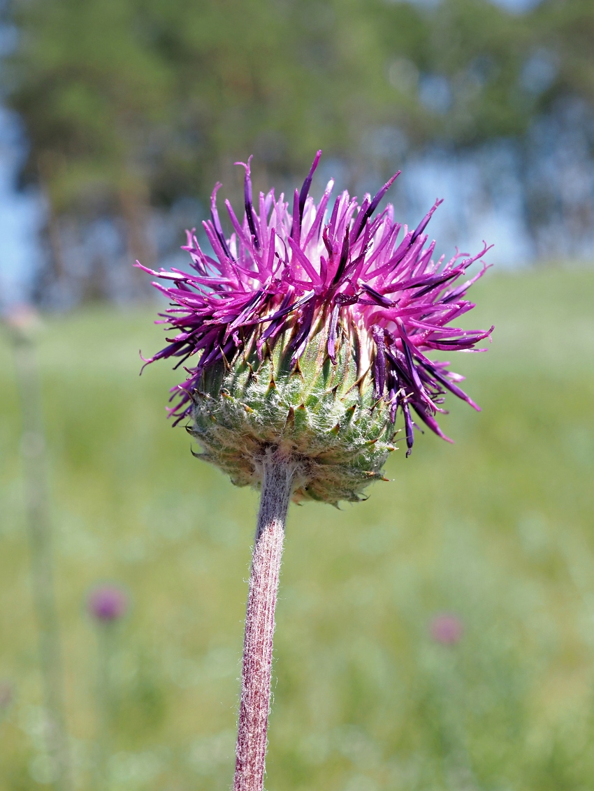 Изображение особи Jurinea arachnoidea.