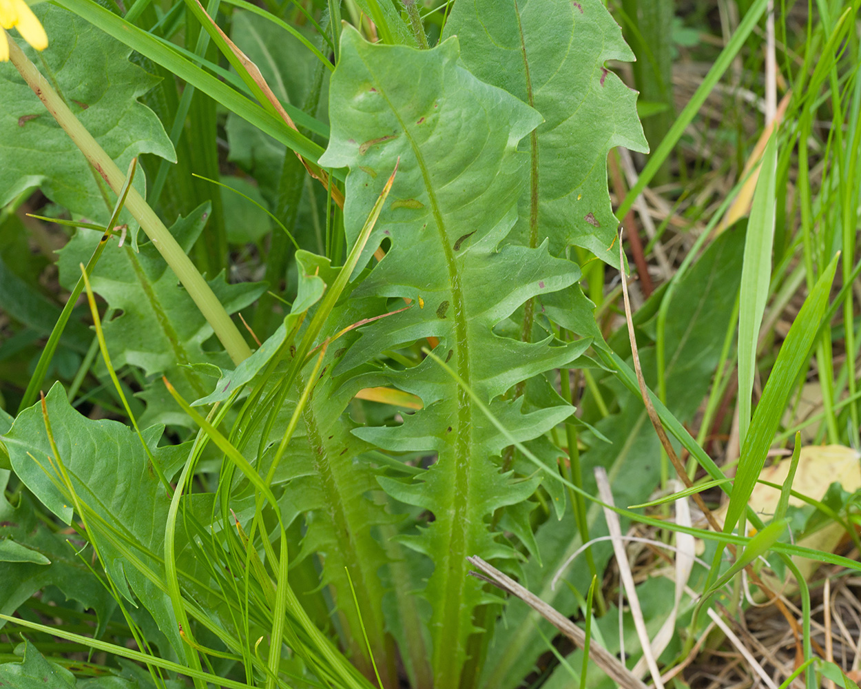 Image of genus Taraxacum specimen.