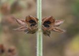 Salvia verbenaca. Часть соплодия. Испания, Каталония, пров. Жирона, комарка Баш Эмпорда, муниципалитет Паламос, берег р. Ауби, невысокая насыпь полевой дороги по краю высокотравныого луга. 14.04.2025.