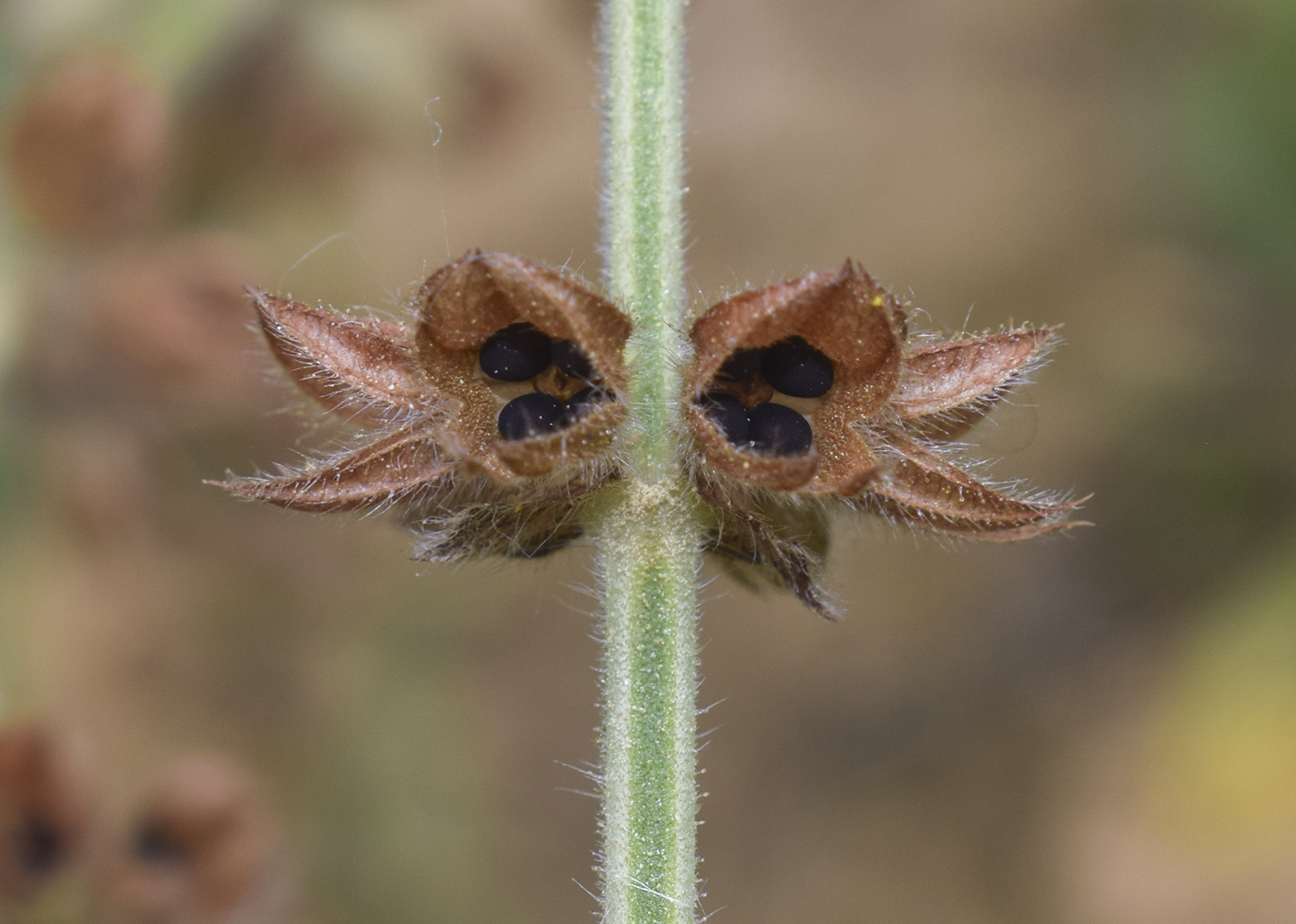 Изображение особи Salvia verbenaca.