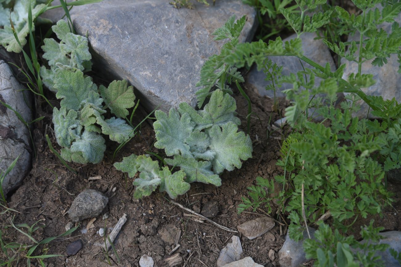 Image of familia Lamiaceae specimen.