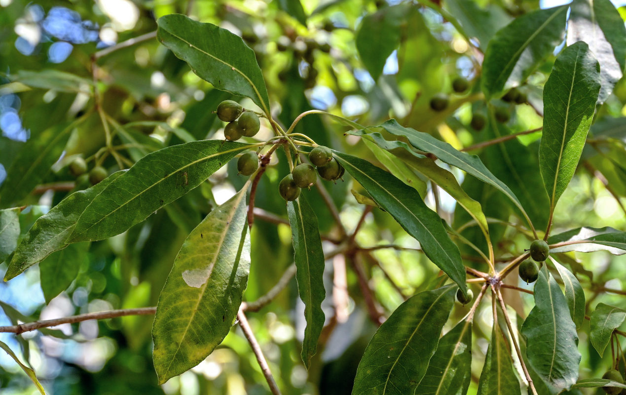 Image of Pittosporum undulatum specimen.