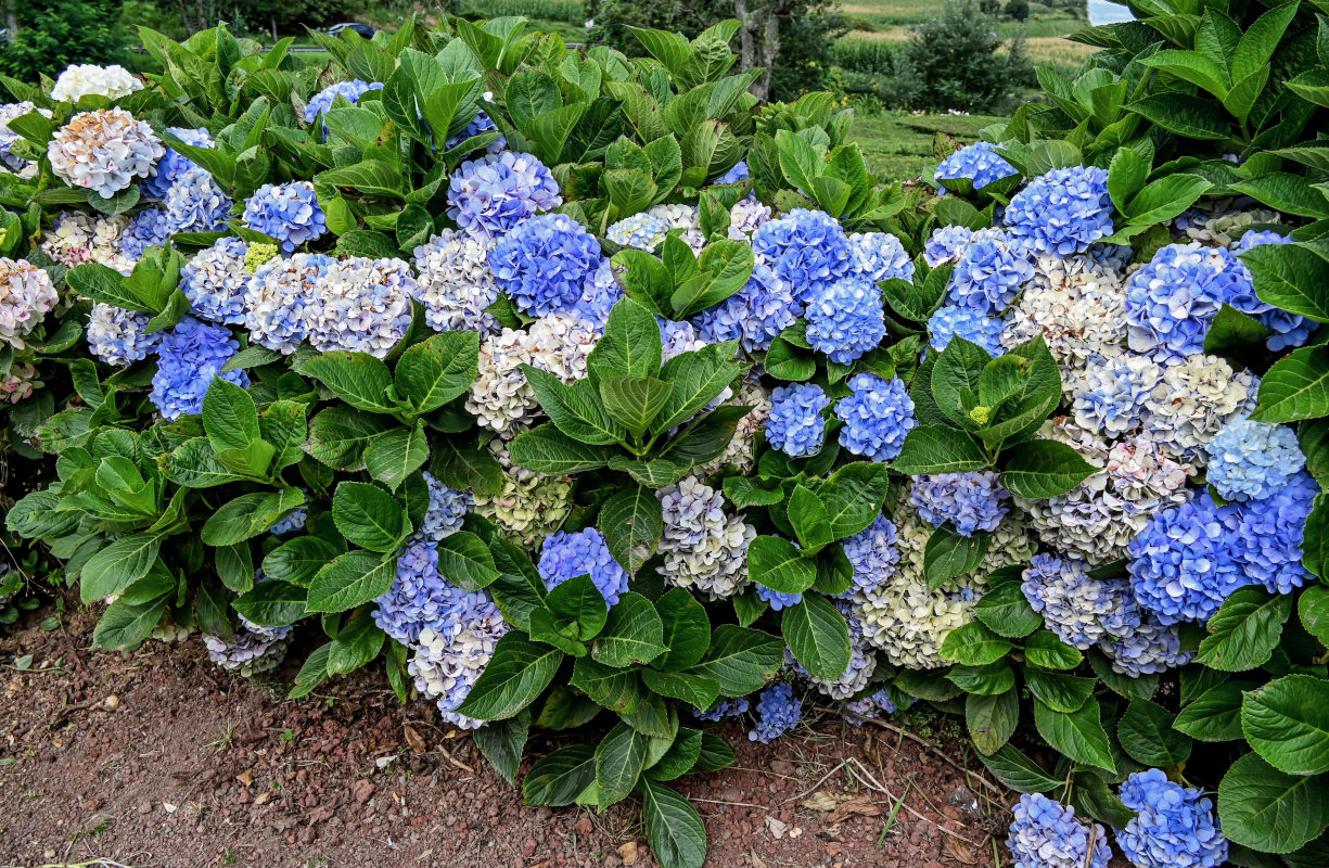 Изображение особи Hydrangea macrophylla.