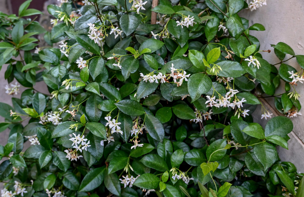 Image of Trachelospermum jasminoides specimen.