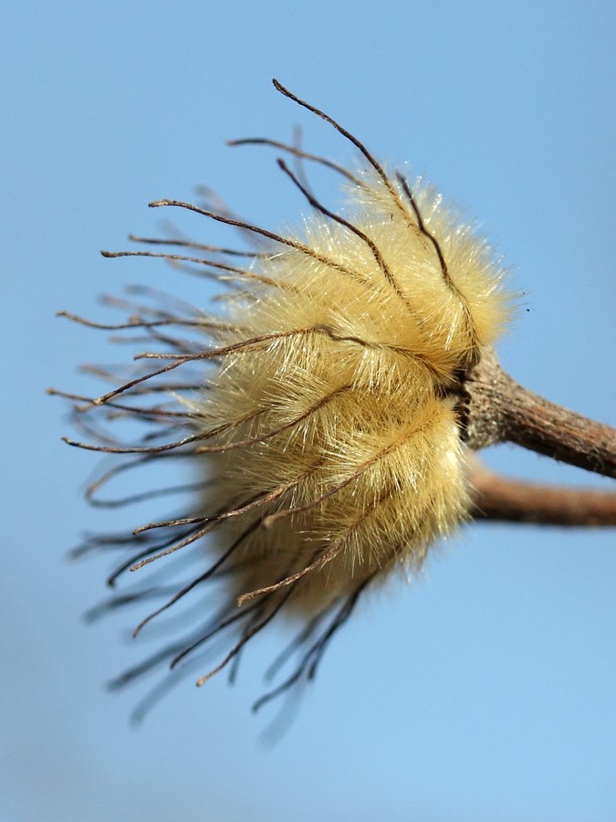 Image of Clematis &times; jackmanii specimen.