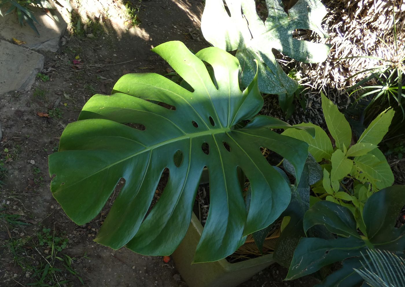 Изображение особи Monstera deliciosa.