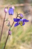 Aquilegia parviflora. Соцветие с бутонами. Приморский край, Партизанский р-н, мыс Лисученко, побережье моря, травянистый склон сопки. 04.05.2021.