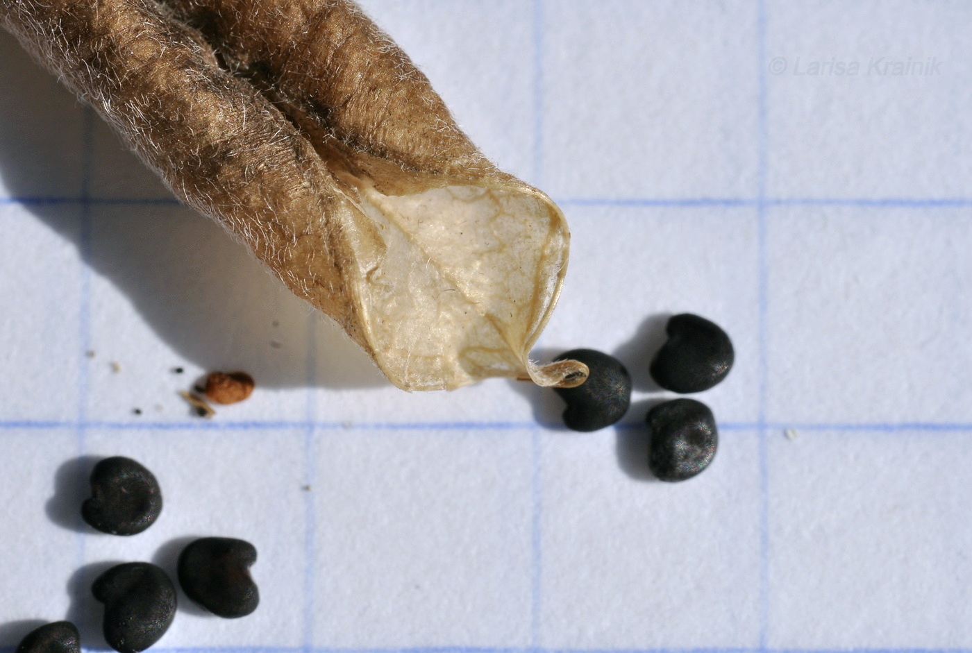 Image of Oxytropis revoluta specimen.