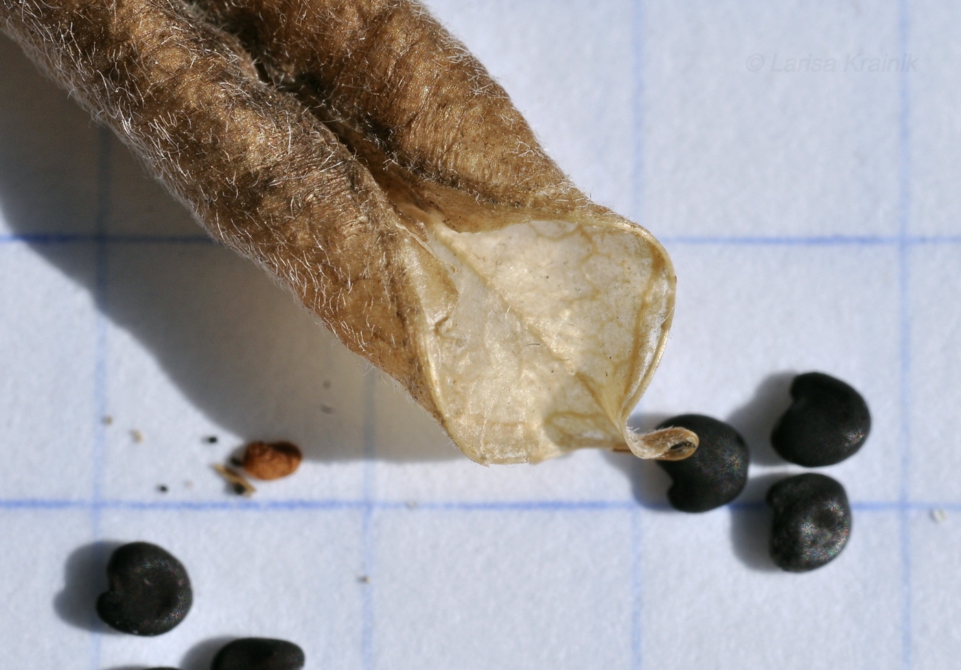 Image of Oxytropis revoluta specimen.