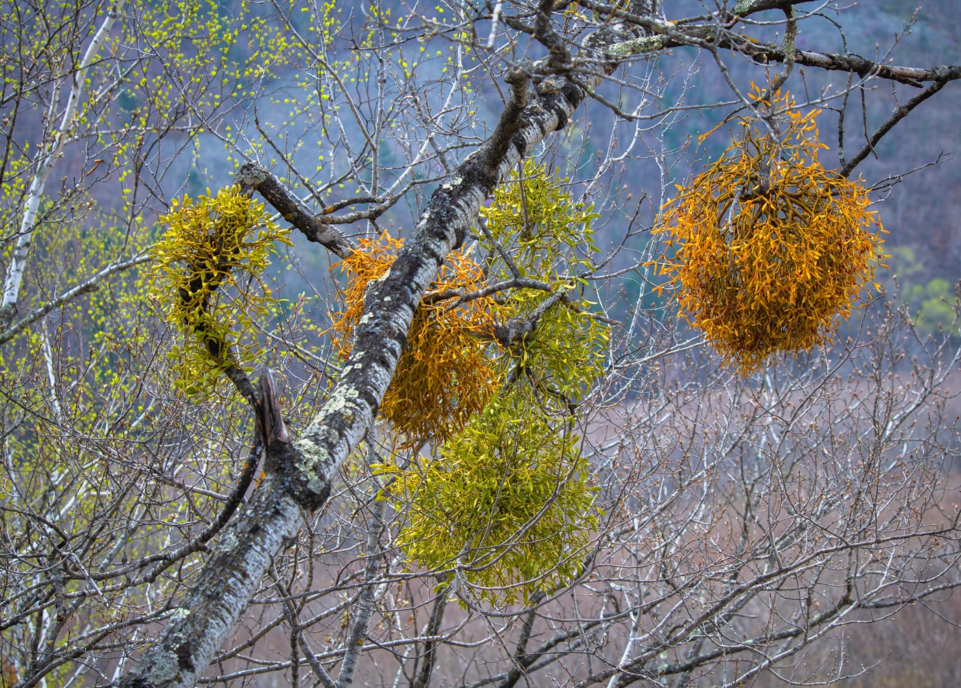 Image of Viscum coloratum specimen.