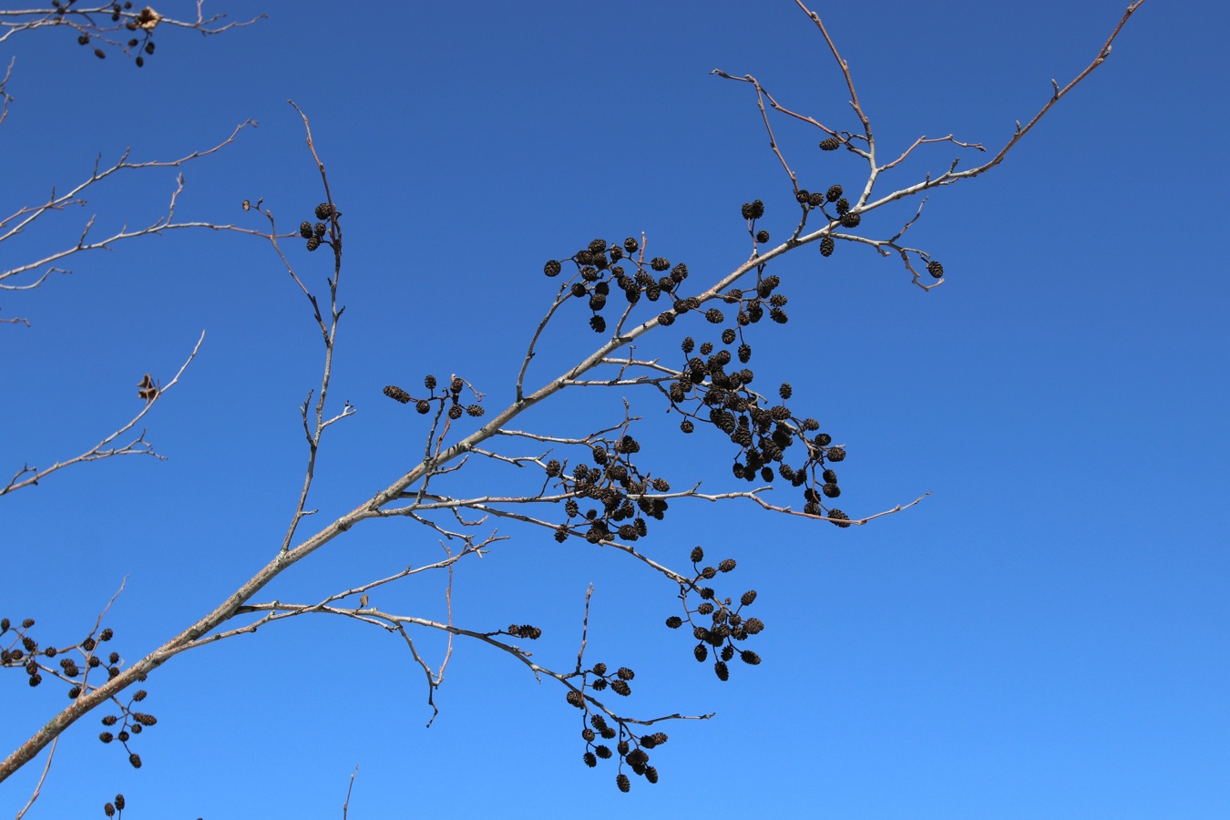 Image of Alnus glutinosa specimen.
