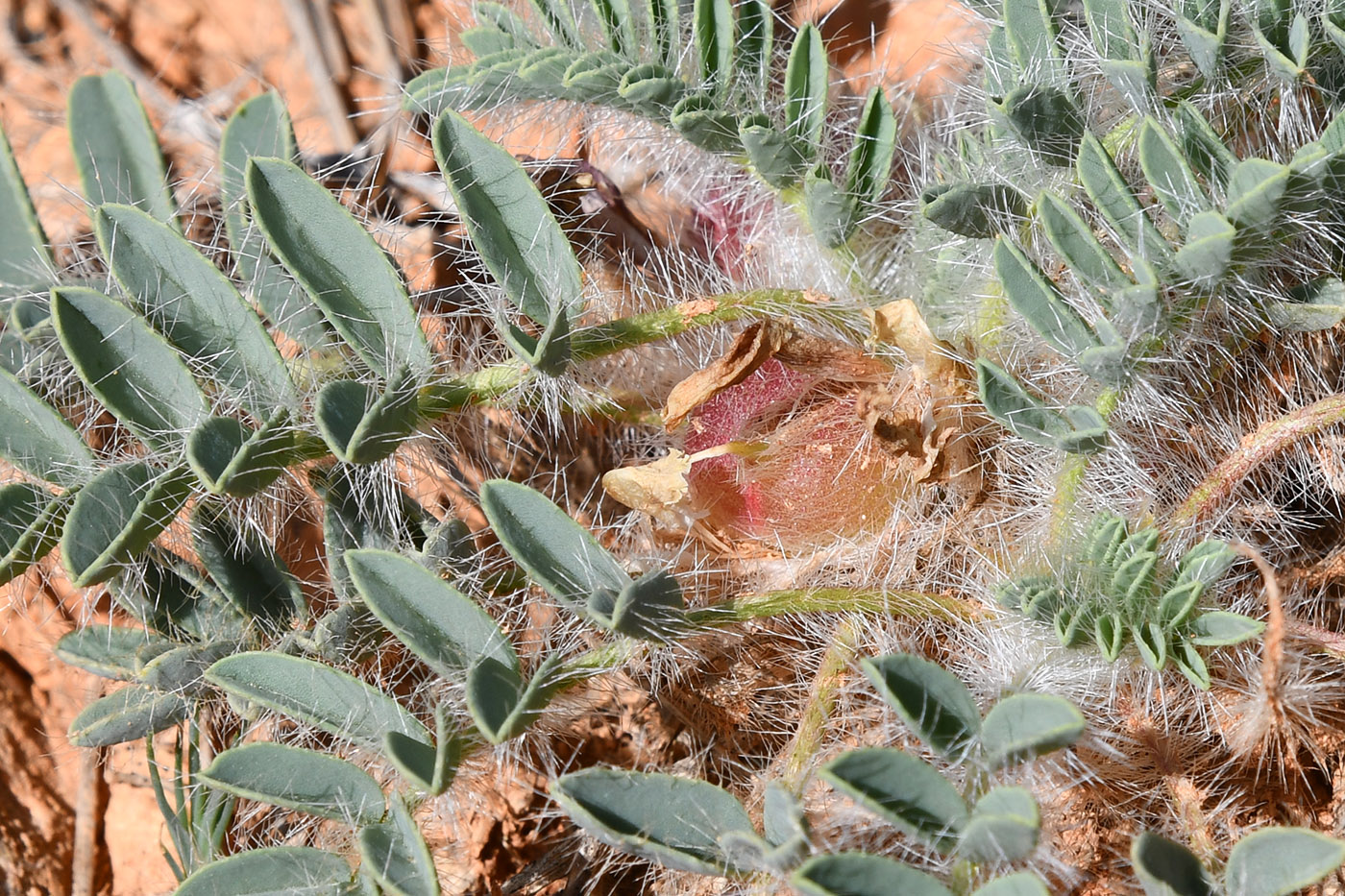 Изображение особи род Astragalus.