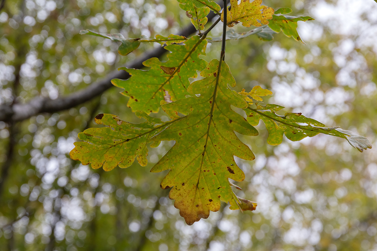 Image of genus Quercus specimen.