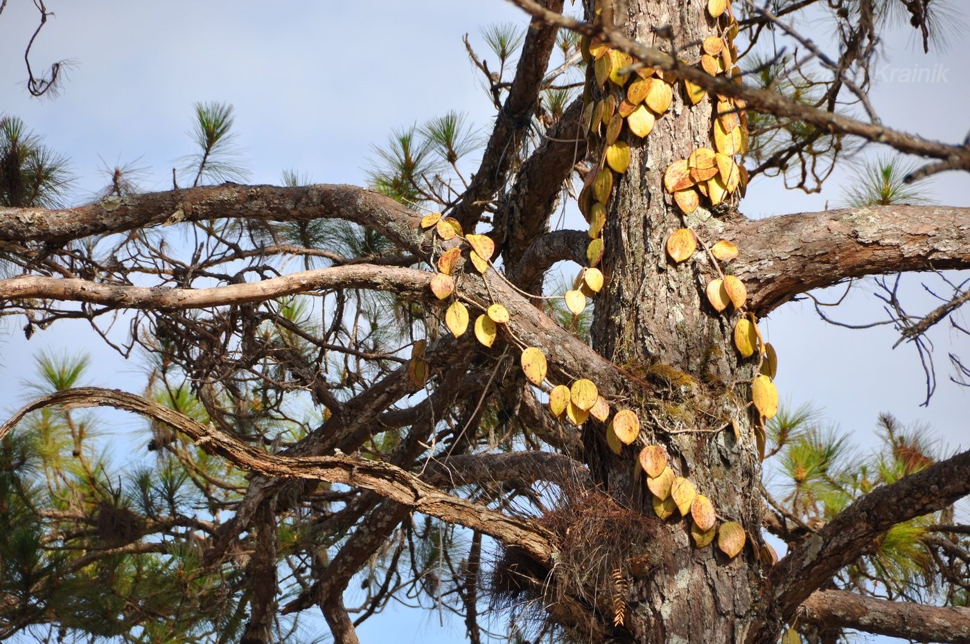 Изображение особи Неопознанный вид.