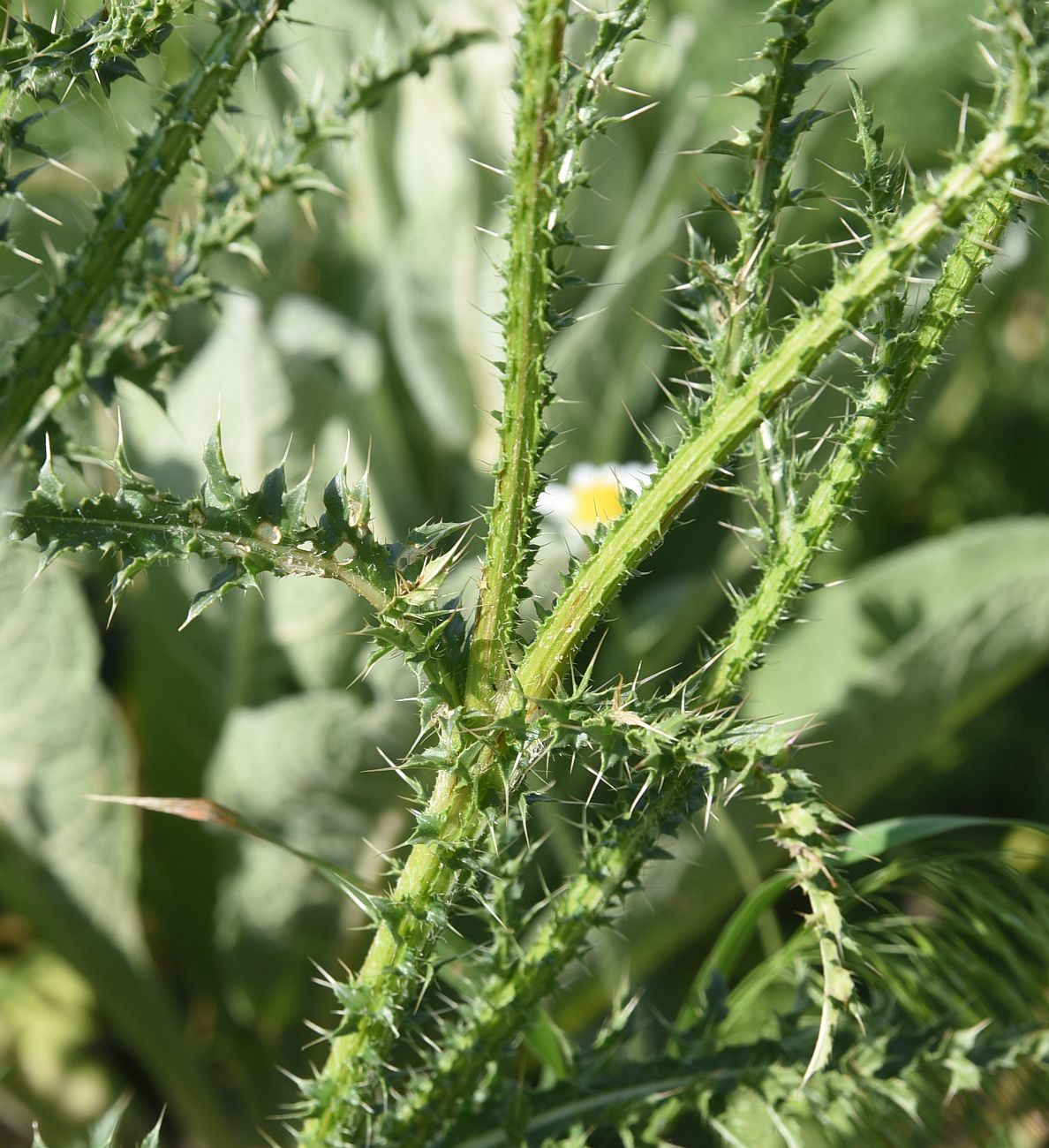 Изображение особи род Carduus.