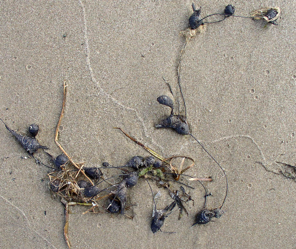 Image of Bolboschoenus laticarpus specimen.