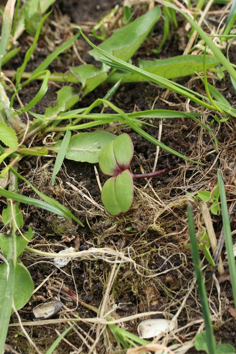Image of Helianthus annuus specimen.