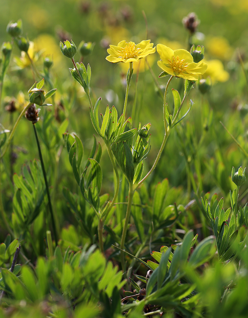 Изображение особи Potentilla semiglabra.