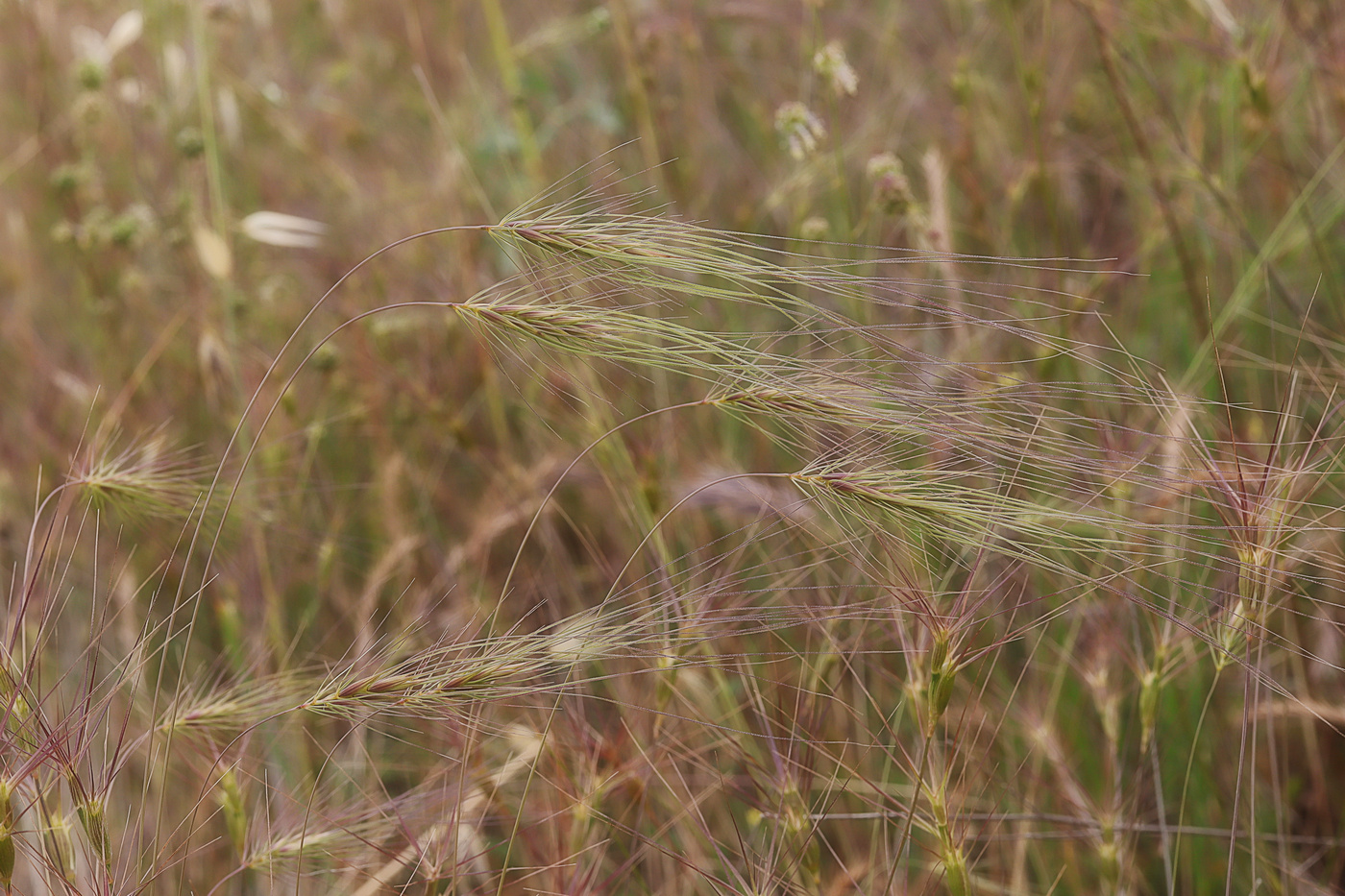 Image of Taeniatherum asperum specimen.