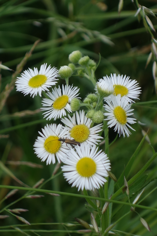 Image of Erigeron annuus specimen.