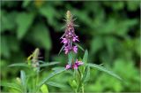 Stachys palustris