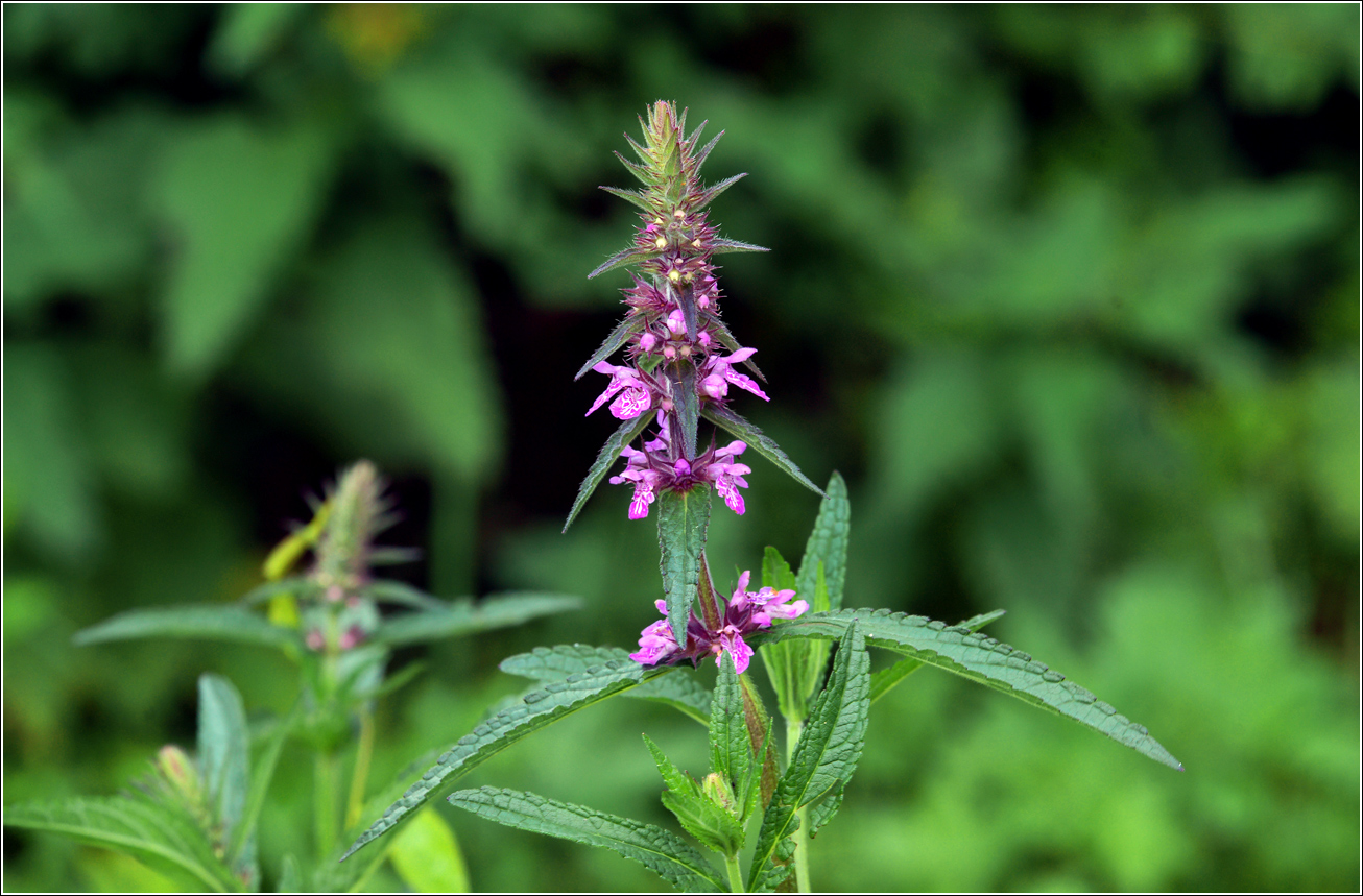 Image of Stachys palustris specimen.
