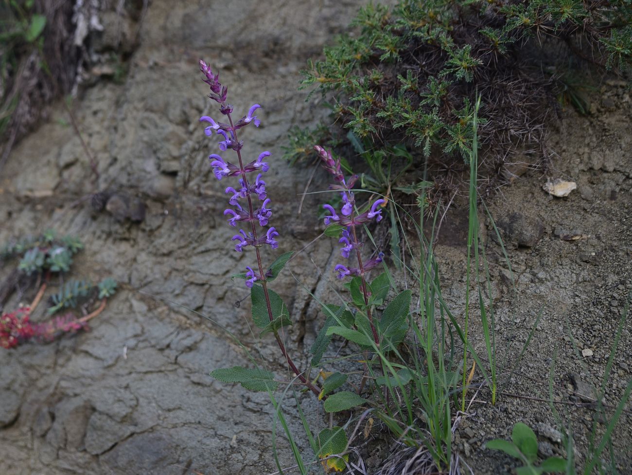 Image of genus Salvia specimen.