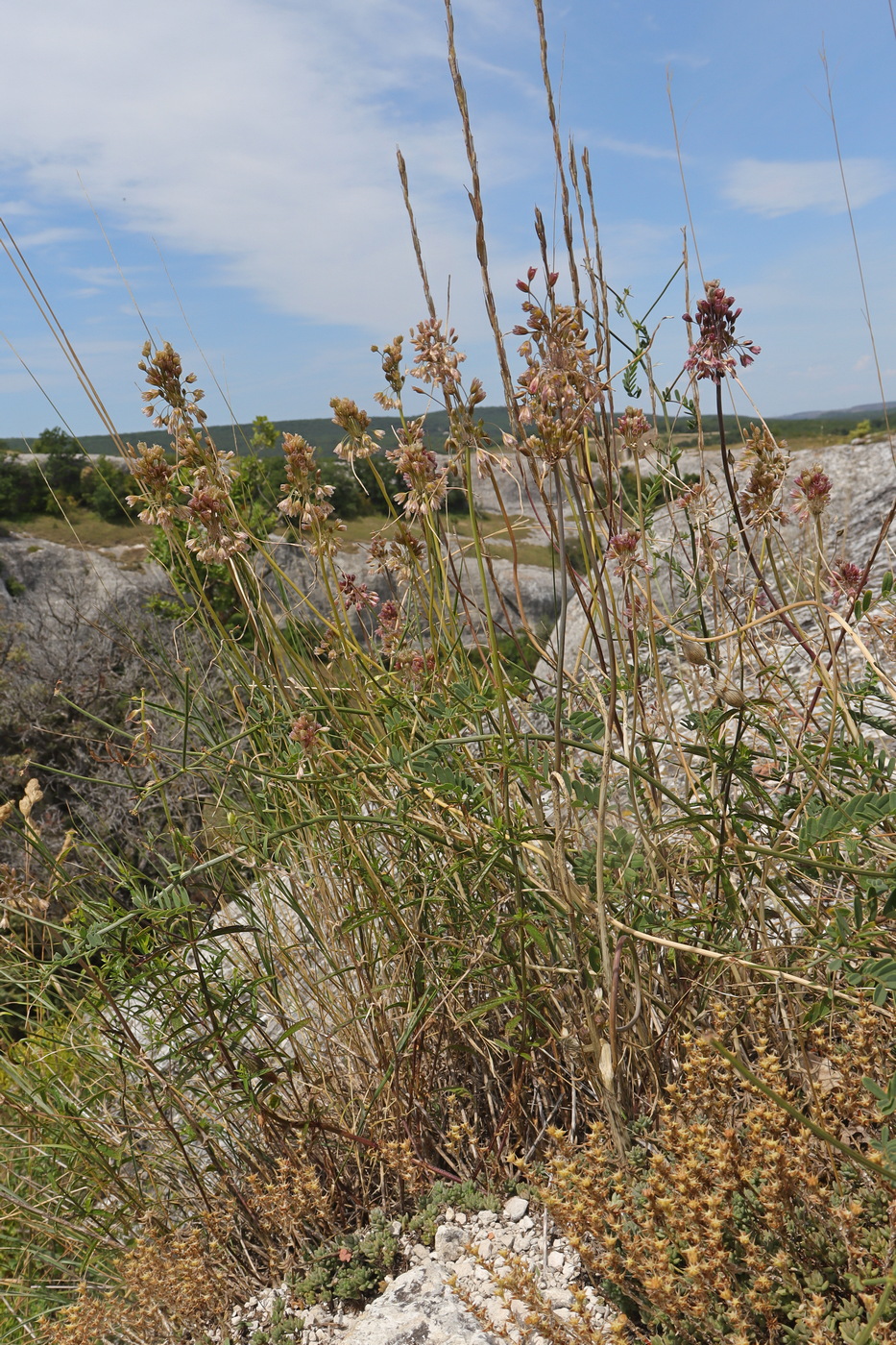 Image of Allium paniculatum specimen.